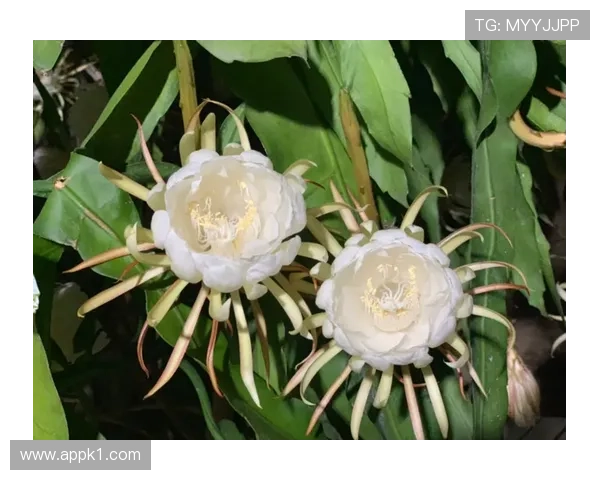 帕尔默高光表现能否持续：是否昙花一现